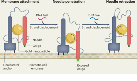 Programmed membrane breaching with nanosyringes unlocks control over biochemical responses in synthetic cells | Nature Nanotechnology | SynBioFromLeukipposInstitute | Scoop.it