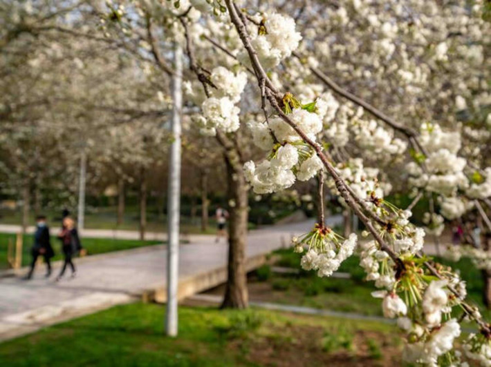 10 lieux où voir des cerisiers en fleurs à Paris | Mon Paris à moi ! | Scoop.it