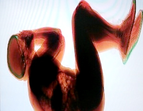 Norwegian tourist falls asleep on airport baggage belt | Travel Retail | Scoop.it