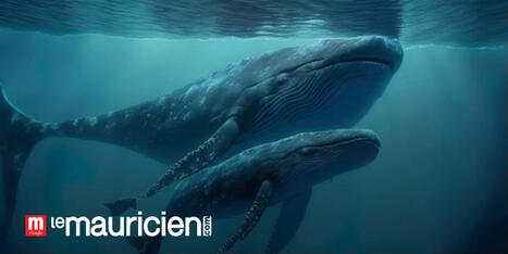 #Savetheblu appelle à une vigilance renforcée en mer à l’approche de la migration des baleines à bosse | Revue de presse Cétacés | Scoop.it