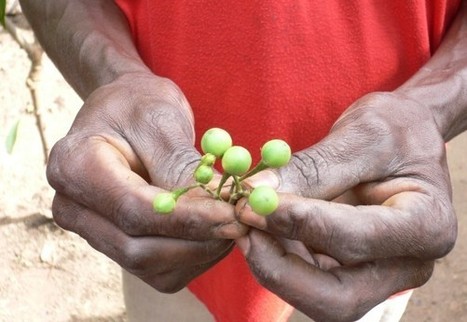 Battling the ‘Monsanto law’ in Ghana | Questions de développement ... | Scoop.it