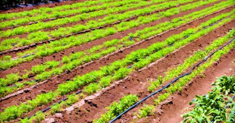 COVID-19 : quel impact sur l'agriculture et le système alimentaire ? | Revue Politique Guadeloupe | Scoop.it