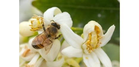 Le Parlement des enfants veut interdire les pesticides pour créer des "autoroutes pour abeilles" | Biodiversité | Scoop.it