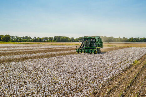 An Invasive Insect Threatens Texas Cotton Farmers | exTRA by the Trinity River Authority of Texas | Scoop.it