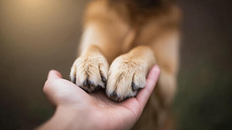 When love means letting go: A vet's story of saying goodbye | Grief & Bereavement Counseling | Scoop.it