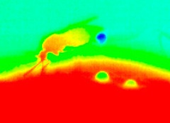 L'étonnante stratégie de thermorégulation du moustique | CNRS | EntomoNews | Scoop.it