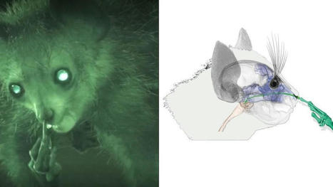 Les biologistes ont longtemps pensé qu’il lui servait à atteindre les insectes cachés sous l’écorce, à se toiletter et à se gratter : le secret du doigt allongé de l’aye-aye dévoilé ! | EntomoNews | Scoop.it