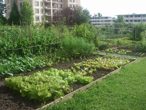 Les sols de jardins, supports d’une agriculture urbaine intensive | HORTICULTURE | Scoop.it