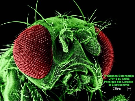 Un œil de mouche pour les aveugles | EntomoNews | Scoop.it