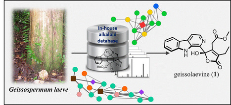 Revisiting Previously Investigated Plants: A Molecular Networking-Based Study of Geissospermum laeve  | Natural Products Chemistry Breaking News | Scoop.it