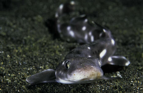 The Multifunctional Marvels Of Shark Skin Have Been Studied For The First Time | Biomimicry 3.8 | Scoop.it