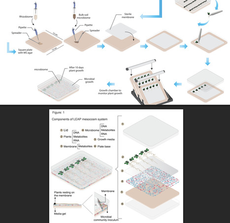 Live-Exudation Assisted Phytobiome Cultromics System (LEAP-CS) | Brvp Brvt | RMH | Scoop.it
