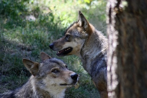 Loup : Nicolas Hulot engage la concertation pour la coexistence | Loup | Scoop.it