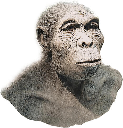 Homo Habilis | Education 2.0 & 3.0 | Scoop.it