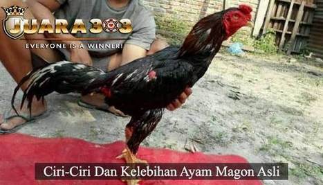 Ciri Ciri Dan Kelebihan Ayam Magon Asli Berit