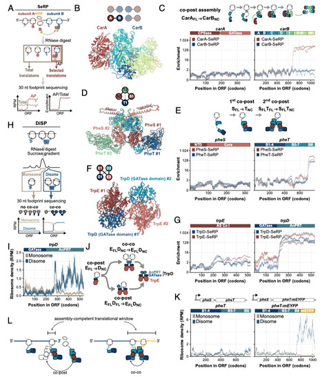 Molecular drivers of cotranslational protein assembly in bacteria | pnas | RMH | Scoop.it