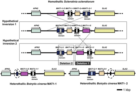PLoS Genetics: Genomic Analysis of the Necrotrophic Fungal Pathogens Sclerotinia sclerotiorum and Botrytis cinerea | Plant Pathogenomics | Scoop.it