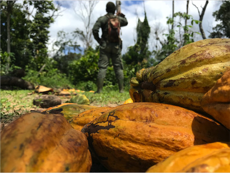 Les cultures de cacao aggravent le phénomène de déforestation en Afrique | Les Colocs du jardin | Scoop.it