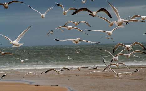 Mouette ou goéland : quelle différence ? | Les oiseaux au gré du vent | Scoop.it