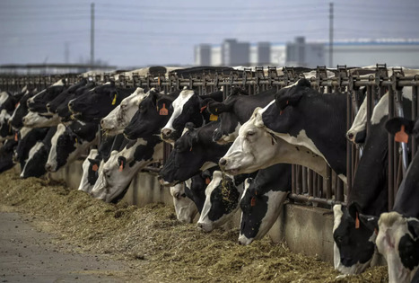 New H5N1 Bird flu Variant Found in Nevada Dairy Worker | Virus World | Scoop.it
