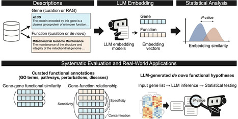 An embedding-based framework enables statistical testing of gene-set function hypotheses inferred by large language models | Ncm | RMH | Scoop.it