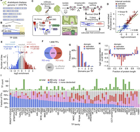 Genome-scale mapping of plant transcription factor effector domains reveals conserved regulatory principles across eukaryotes | brvsys | RMH | Scoop.it