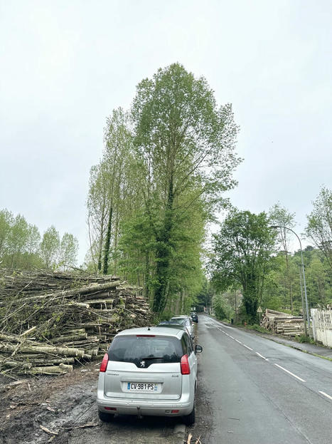 Ce propriétaire forestier du Val-d'Oise contraint de couper ses 800 peupliers | Environnement, paysage et biodiversité | Scoop.it