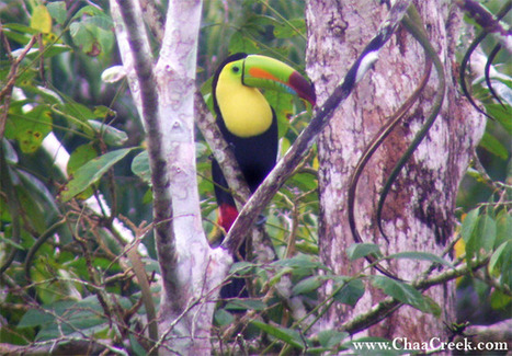Belize’s National Bird: The Keel-billed Toucan | Cayo Scoop!  The Ecology of Cayo Culture | Scoop.it
