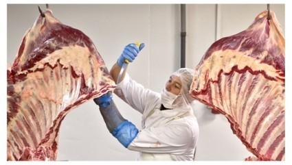 Viande chevaline: Gaia dénonce les mauvais traitements réservés aux chevaux d’Amérique | La Gazette des abattoirs | Scoop.it