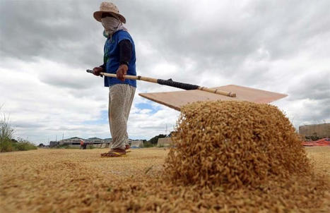 PHILIPPINES: Enhancing Rice Farming in Philippines | SRI Global News ++ March - May 2025    System of Rice Intensification (SRI) | Scoop.it