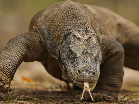 Important pour toute la communaut&eacute; m&eacute;dico scientifique CNP EDN | Pascal Crenn (Md-PhD-MPH) | Notebook or My Personal Learning Network | Scoop.it