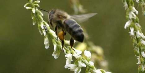 Les experts européens confirment les risques des néonicotinoïdes pour les abeilles | EntomoNews | Scoop.it