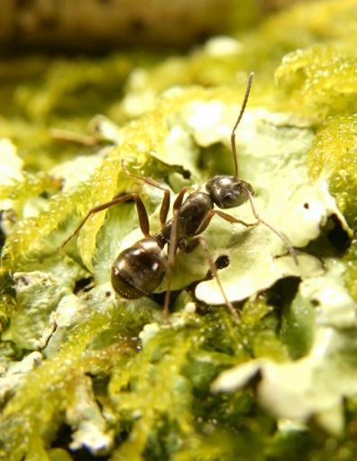 Et si les fourmis pouvaient aider à diagnostiquer certains cancers ? | EntomoNews | Scoop.it