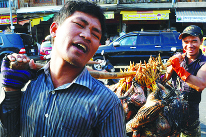 Two Cambodians die from bird flu - Kuwait Times | The Asian Food Gazette. | Scoop.it