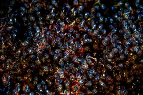 'Super macro' photos reveal the magical world of the tiniest creatures in the sea | IELTS, ESP, EAP and CALL | Scoop.it