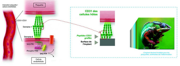 Un revêtement qui mime l’endothélium pour camoufler les stents – | Interventional Cardiology | Scoop.it