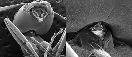Des nouvelles des insectes : La tête sur les épaules | EntomoNews | Scoop.it