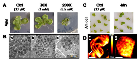 La concentration en Manganèse dans la bryophyte hépatique Marchantia polymorpha affecte la structure du chloroplaste ainsi que l’appareil photosynthétique | Life Sciences Université Paris-Saclay | Scoop.it