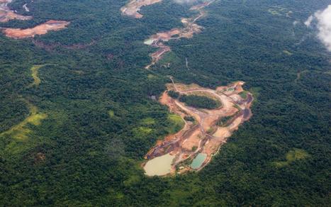 Forêt : lutter contre la déforestation | Biodiversité | Scoop.it