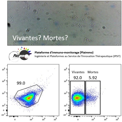 FOCUS PLATEFORME : PLAIMMO : une plateforme spécialisée en cytométrie de flux, à votre écoute ! | Life Sciences Université Paris-Saclay | Scoop.it