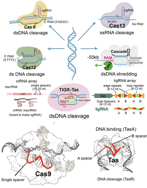 TIGR-Tas and the Expanding Universe of RNA-Guided Genome Editing Systems: A New Era Beyond CRISPR-Cas | mdpi | RMH | Scoop.it
