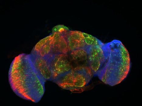 Interactions micro-organismes et eucaryotes : une longue histoire | EntomoScience | Scoop.it