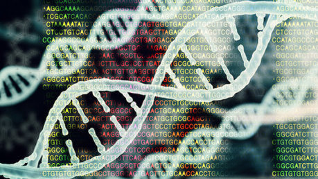 Transcription factors could hold key to how humans evolved: Thought to have similar roles across species are in fact unique to species | Amazing Science | Scoop.it