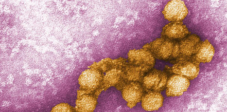 Apr&egrave;s une ann&eacute;e 2025 d&eacute;j&agrave; record en France, le nombre de cas d&rsquo;infections par le virus du Nil occidental a atteint un nouveau palier exceptionnel en 2026 | EntomoNews | Scoop.it
