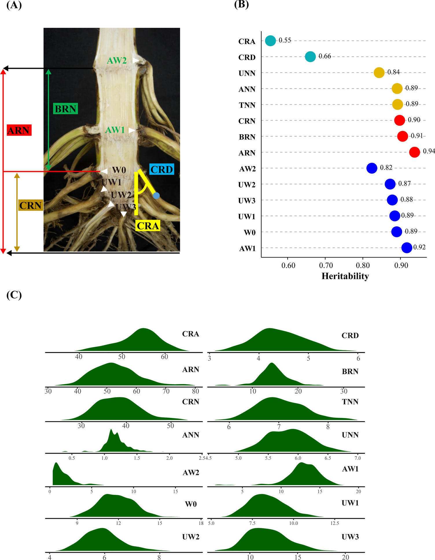 Genomic basis determining root system architect...
