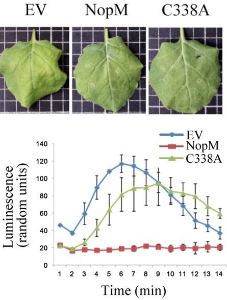PLoS Pathogens: Functional Analysis of NopM, a Novel E3 Ubiquitin Ligase (NEL) Domain Effector of Rhizobium sp. Strain NGR234 (2012) | Plants and Microbes | Scoop.it