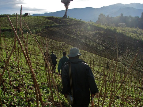 UGANDA | Earning big from organic agriculture | Food & Nutrition Security in East Africa | Scoop.it