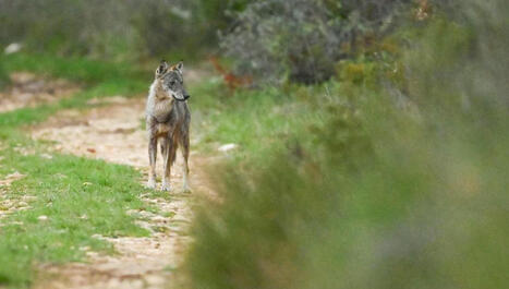 Le loup, un prédateur inattendu des sangliers dans le Vaucluse et le massif méditerranéen - ici | Biodiversité - @ZEHUB on Twitter | Scoop.it