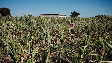AFRICA: Maize is facing a drought crisis, but new ideas are taking root | AFRIQUES | Scoop.it