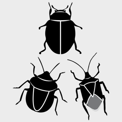 Quelle est l'allure générale de votre spécimen à identifier ? | Insect Archive | Scoop.it